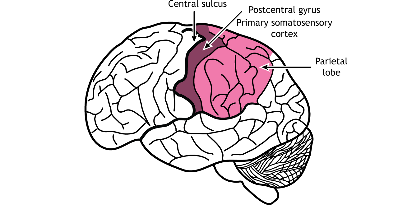 Illustration of the brain showing the parietal lobe.