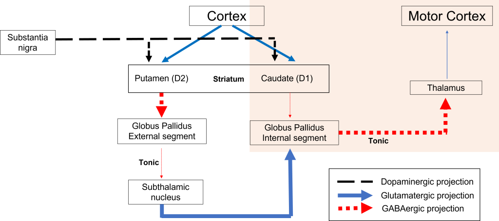 Model of basal ganglia circuitry. Details in caption and text.