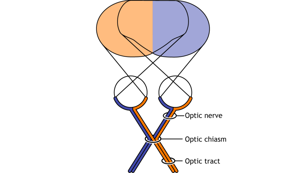 Illustration of the pathway from the retina.