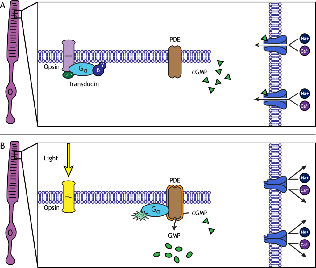 Illustration of the photoreceptor membrane showing phototransduction in light. Details in caption.