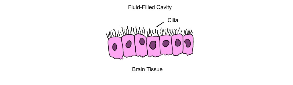 Ependymal cells are ciliated glia that line the fluid-filled cavities of the nervous system.