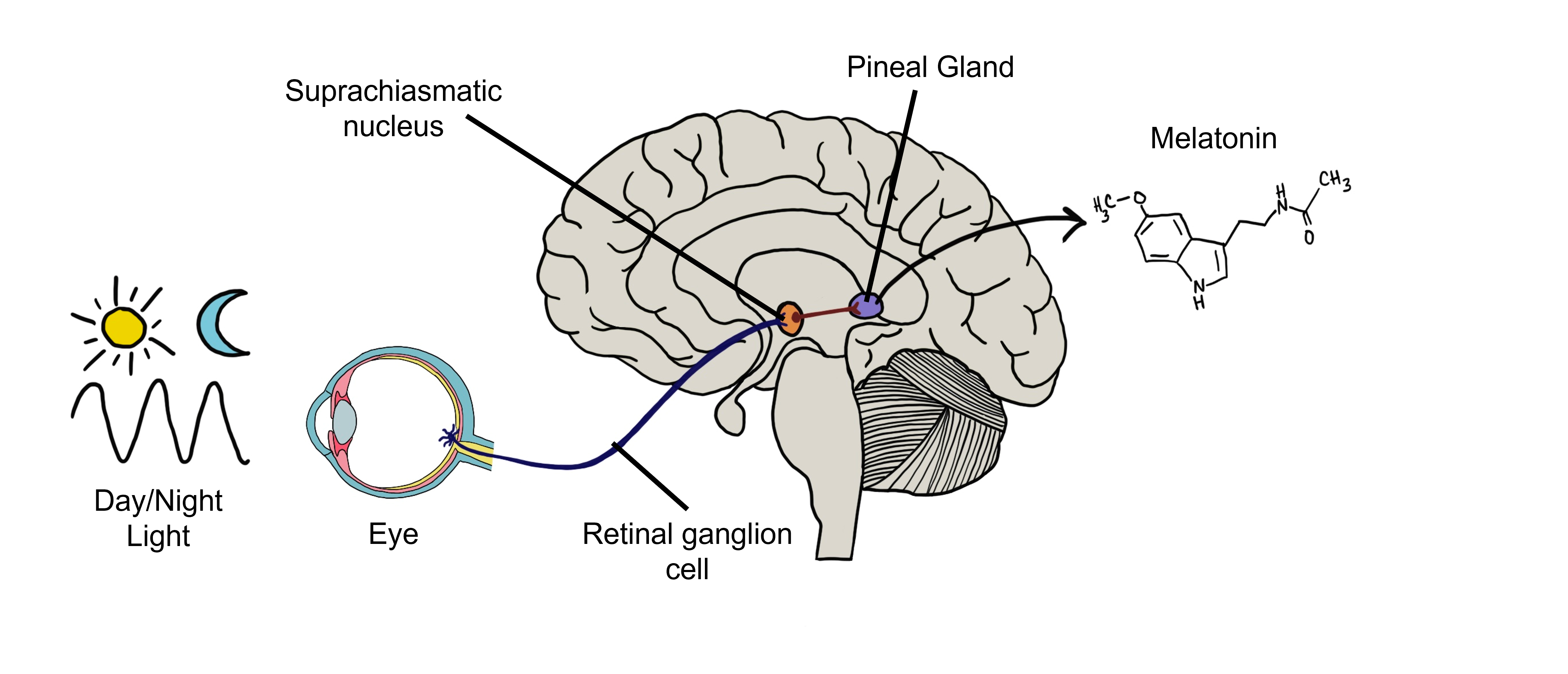 Retinohypothalamic tract with projections to the suprachiasmatic nucleus and the pineal gland.