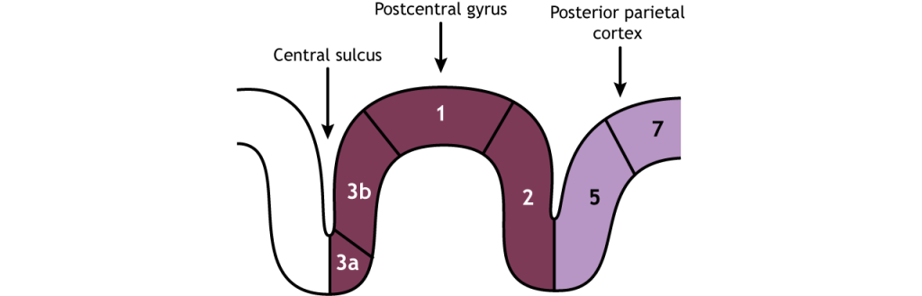 Illustration of the divisions of the postcentral gyrus. Details in caption and text.