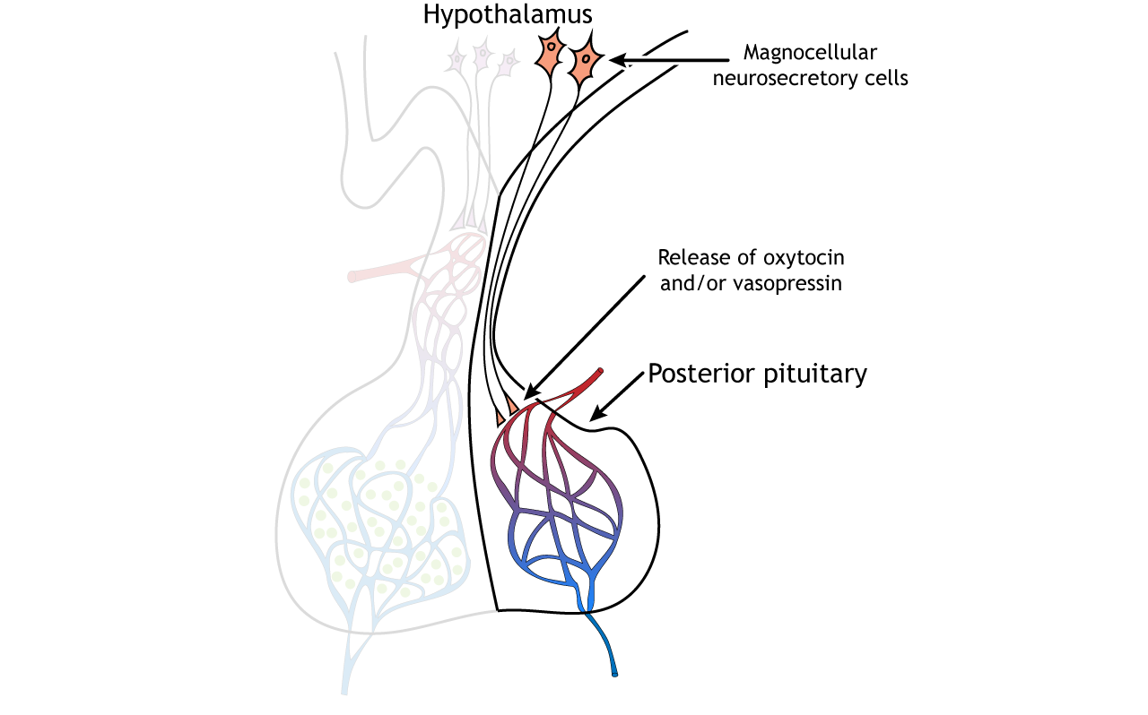 Hormone release from the posterior pituitary.