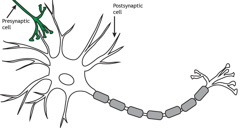 A presynaptic and postsynaptic cell. Details in caption.