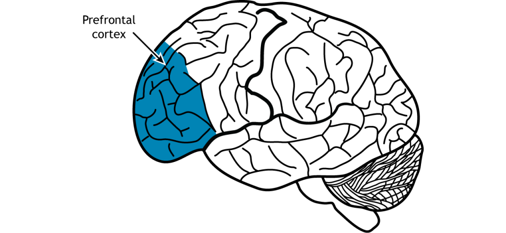 The prefrontal cortex is located in the anterior portion of the frontal lobe. Details in caption and text.