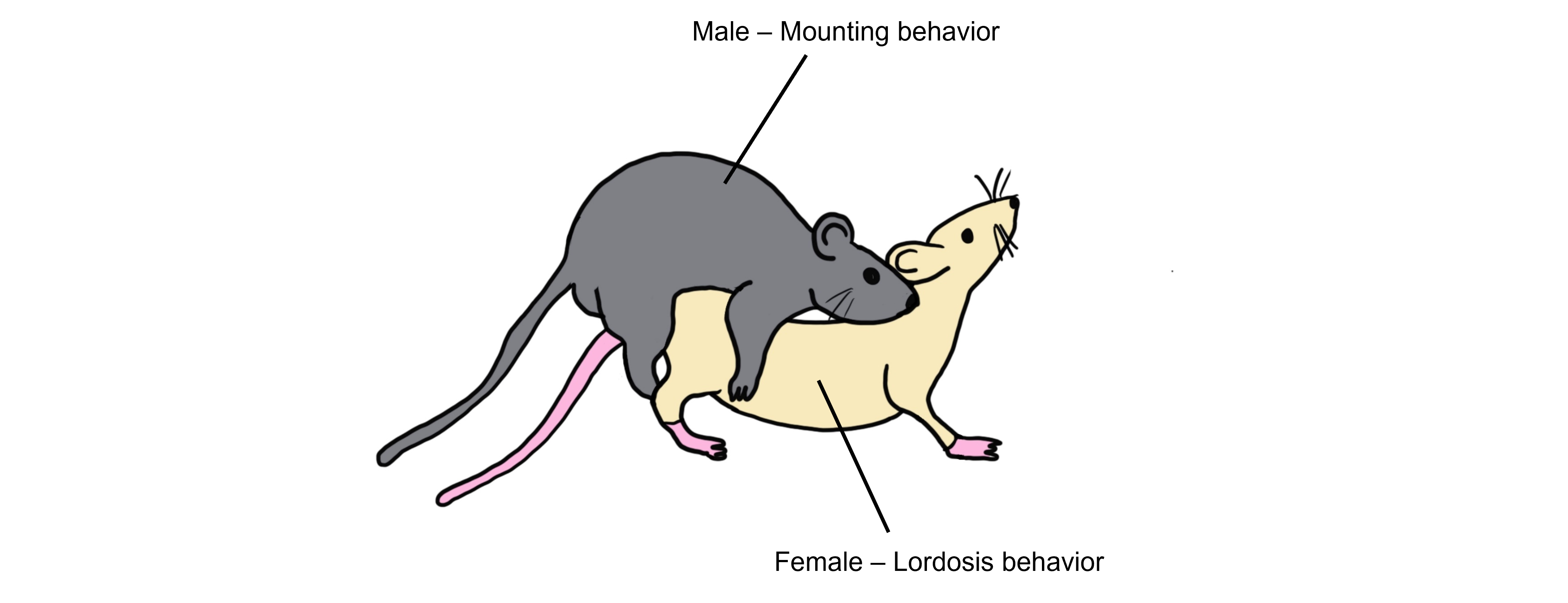 Male and female rat engaging in sexual behavior.