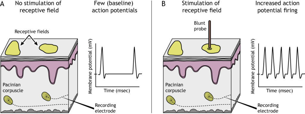 Illustration of mechanoreceptor receptive fields with and without stimulation.