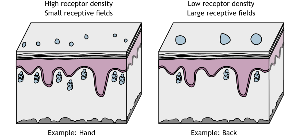 Illustration of mechanoreceptors with small and large receptive fields.