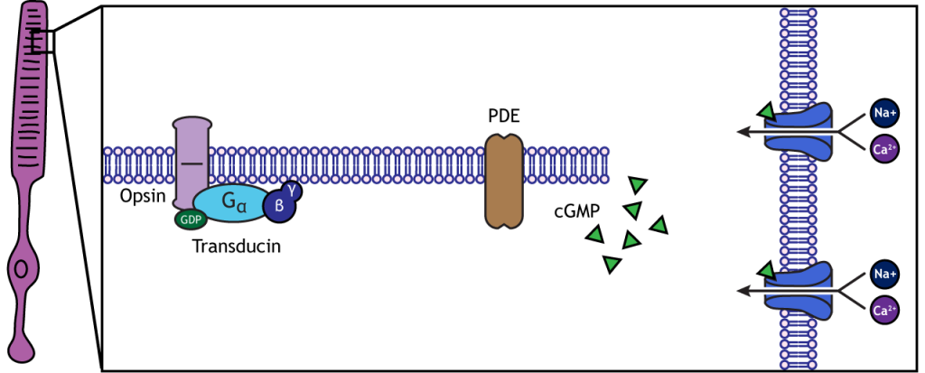 Illustration of the photoreceptor membrane showing cation influx in the dark. Details in caption.