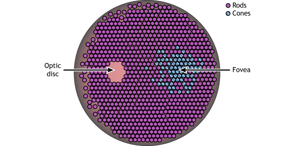 Illustration of the back of the retina showing distribution of photoreceptors. Details in caption.