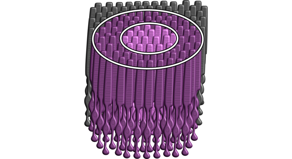 Illustration showing photoreceptors present in a two-dimensional circle. Details in caption.