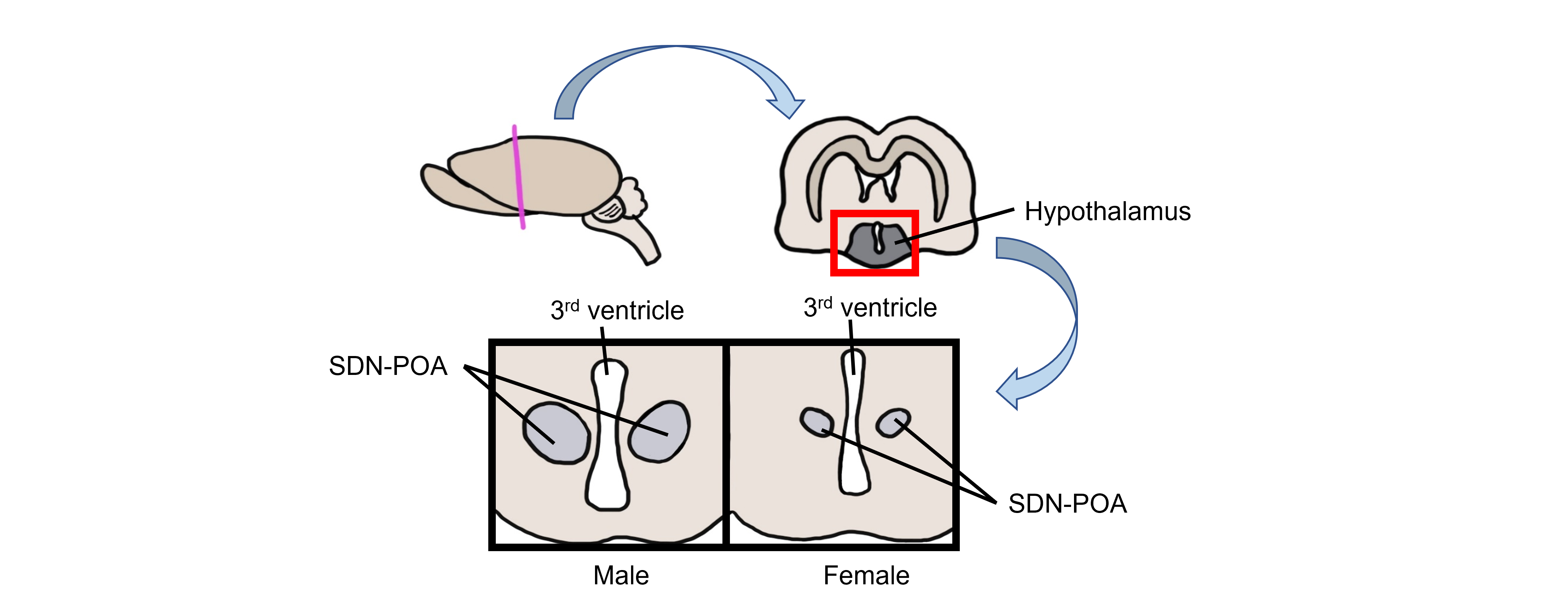 Image of a rodent brain showing a coronal section to reveal the hypothalamus and SDN-POA. Details in caption and text.