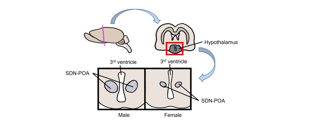 Image of a rodent brain showing a coronal section to reveal the hypothalamus and SDN-POA. Details in caption and text.