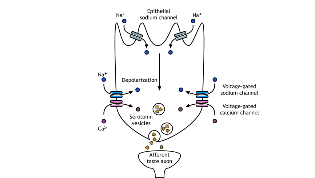 Illustration of salt taste transduction pathway.