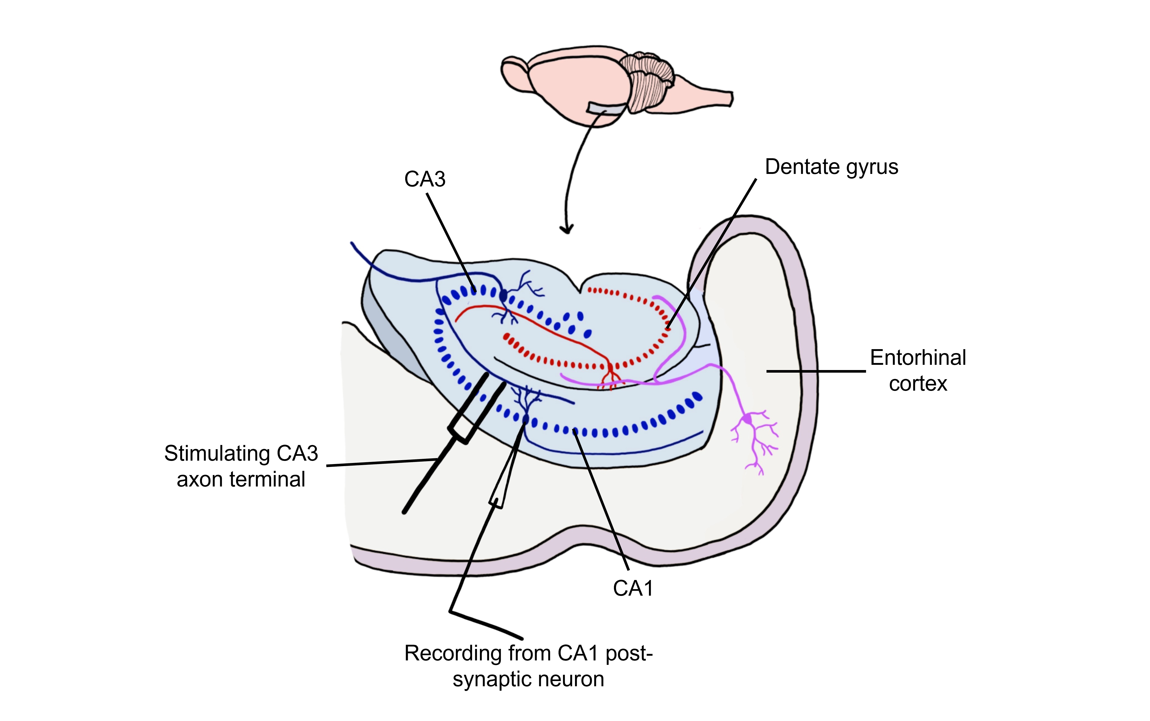 Image of the hippocampus and the placement of stimulating and recording electrodes to measure LTP in the Schaffer collateral. Details in caption and text.