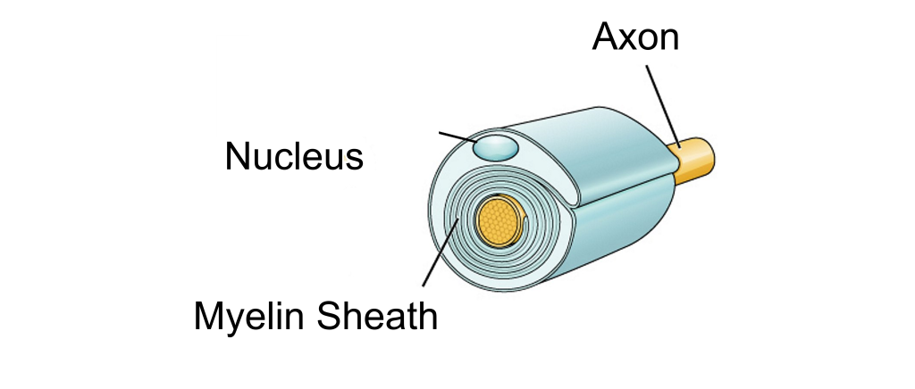 Schwann cell wrapped around a neuron axon.