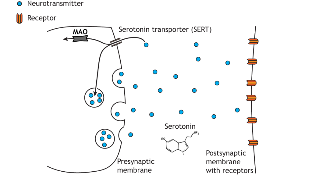 Illustrated pathway of serotonin degradation.