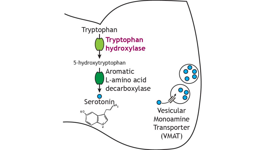 Illustrated pathway of serotonin synthesis and storage.