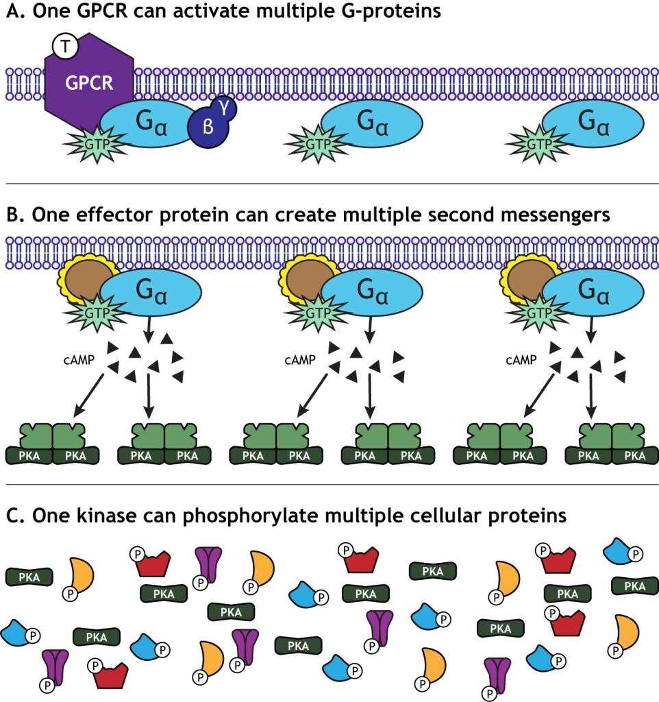 G-protein coupled receptors allow for signal amplification.