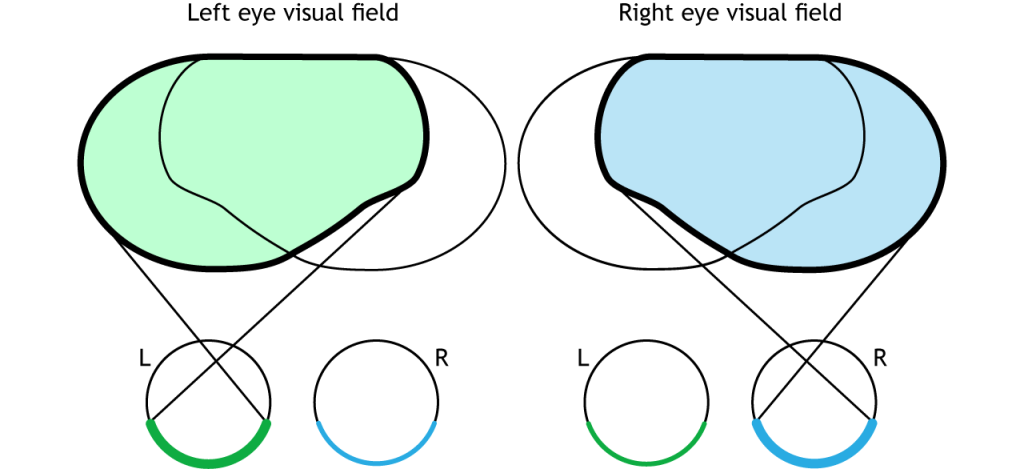 Illustration of single eye visual fields.