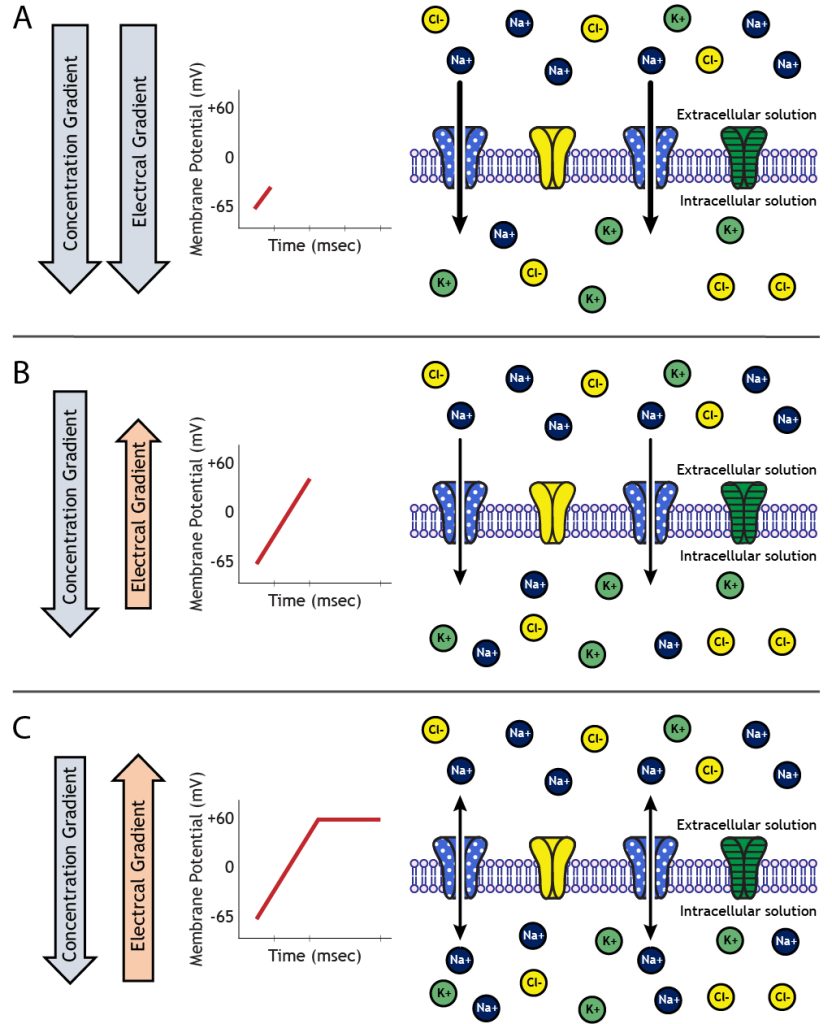 Four panel illustration of sodium movement as a result of electrochemical gradients. Details in caption.