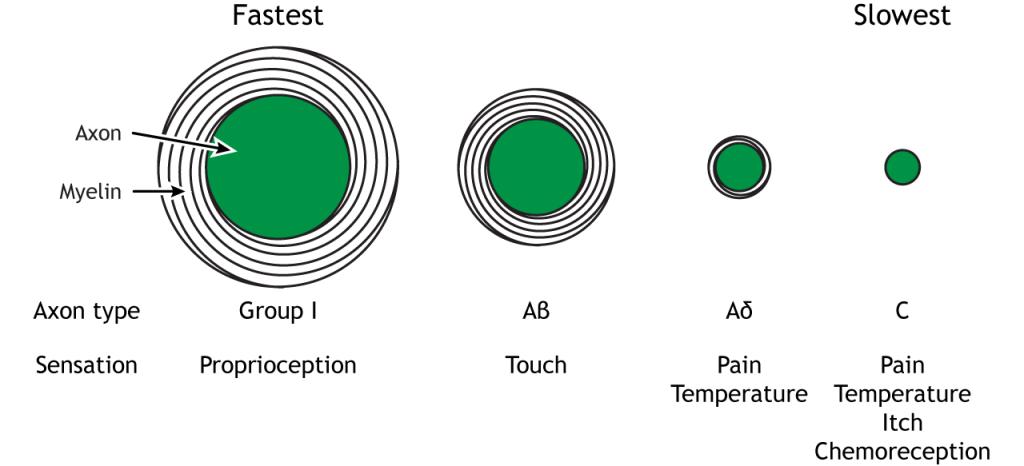 Illustrations of different axon diameters, myelination, conduction speed, and sensory modality.