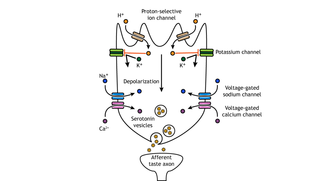 Illustration of sour taste transduction pathway.