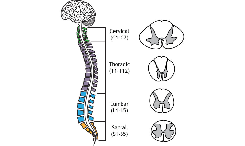 Illustration of the four regions of the vertebral column and representative spinal cord cross sections for each region. Details in caption and text.