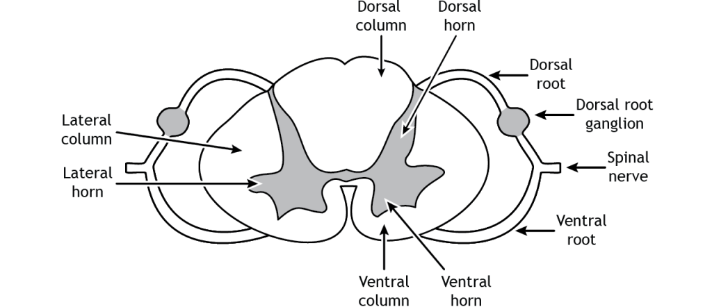 Illustration of the regions of the spinal cord and spinal nerves. Details in caption and text.