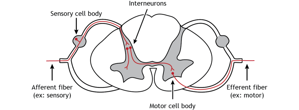 Illustration of afferent fibers entering the spinal cord via the dorsal root and efferent fibers leaving the spinal cord via the ventral root.