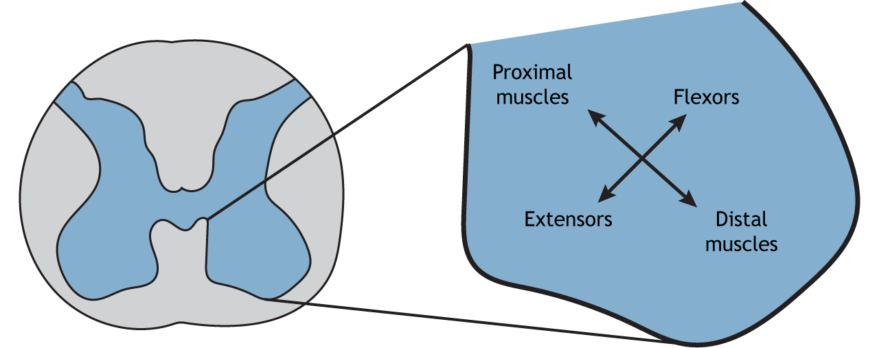 Illustration of ventral horn showing relative locations of motor neurons that innervate different muscles.