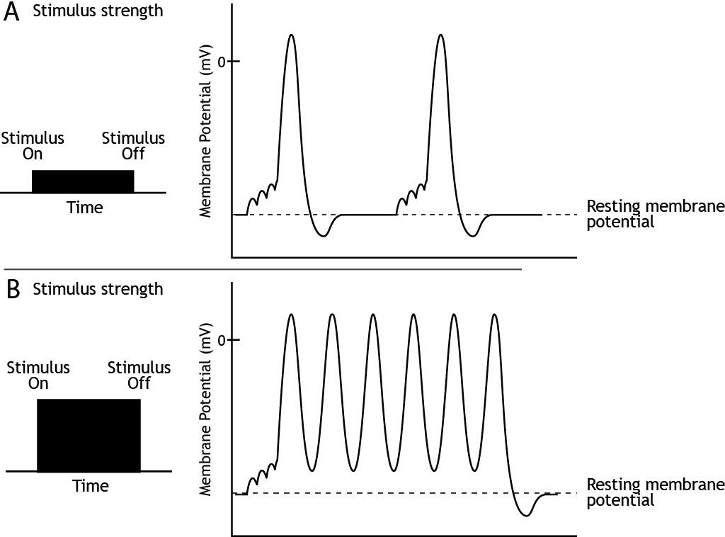 Graphs showing action potential firing rate in response to weak and strong stimuli.