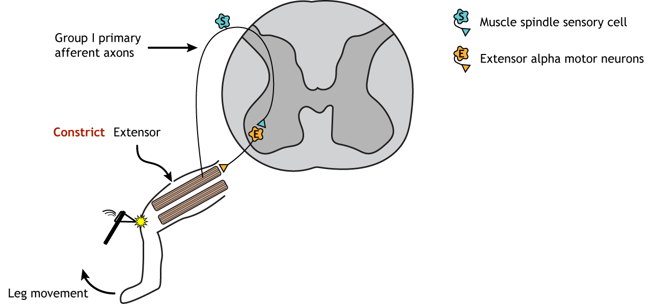 Illustration of leg and spinal cord showing synapses involved in the stretch reflex.