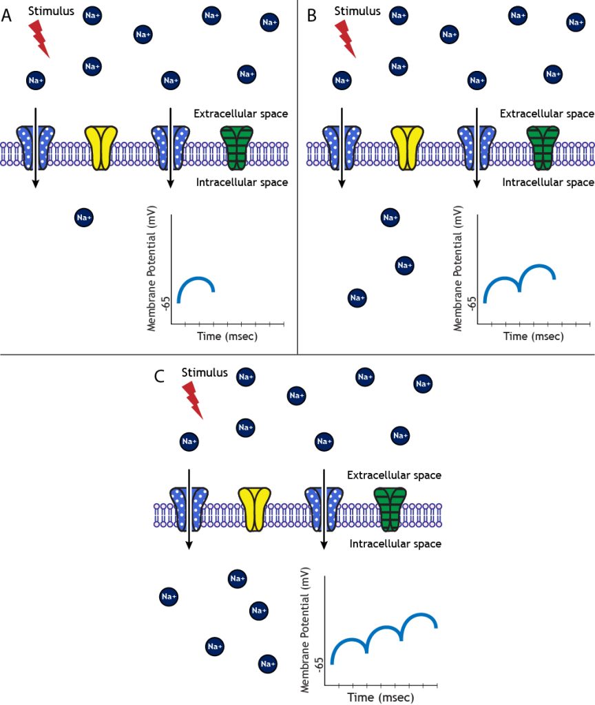 Multiple excitatory stimuli lead to summated EPSPs. Details in caption.