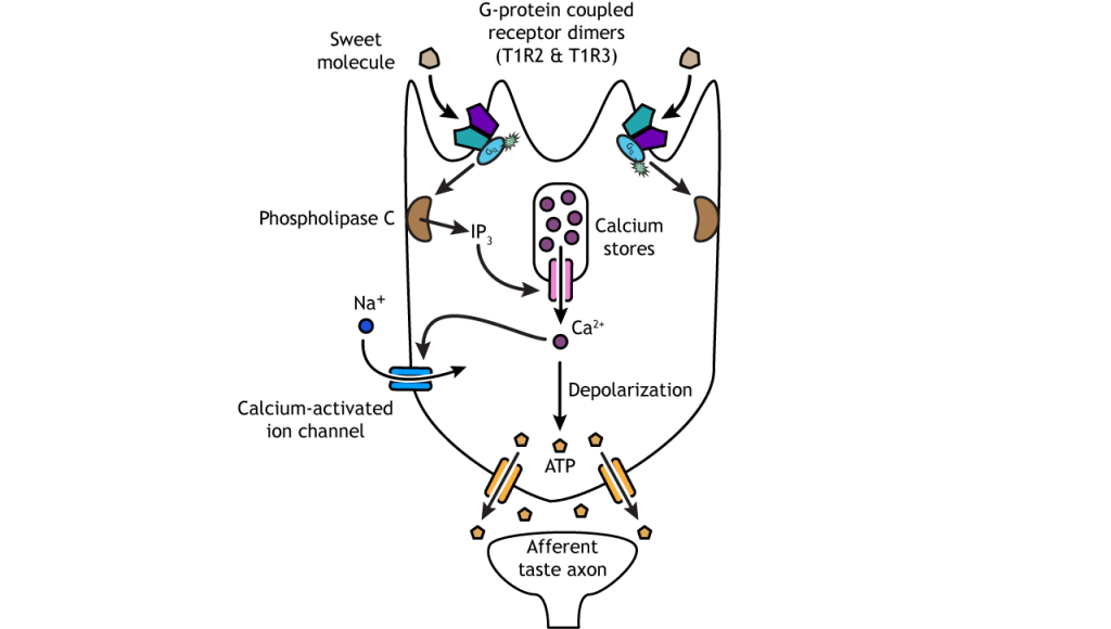 Illustration of sweet taste transduction pathway.