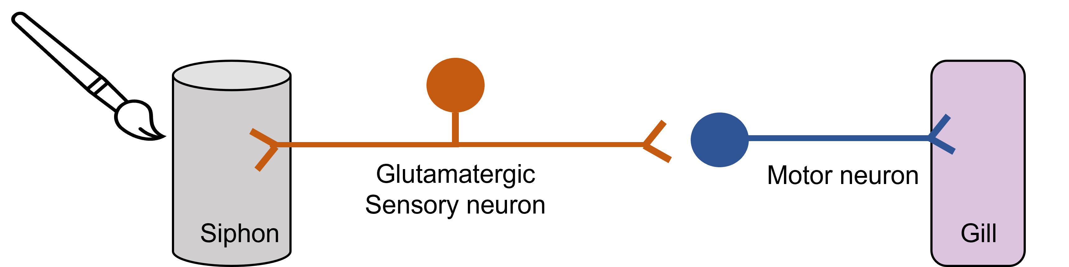 Touching the siphon excites the sensory neuron that synapses on the motor neuron that serves the gill. Details in caption and text.