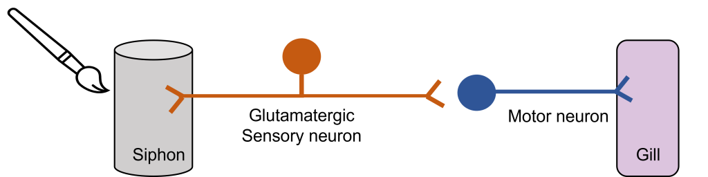 Touching the siphon excites the sensory neuron that synapses on the motor neuron that serves the gill. Details in caption and text.