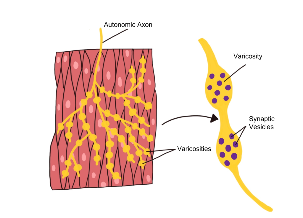 Autonomic synapse that uses varicosities to deliver neurotransmitter to tissues.