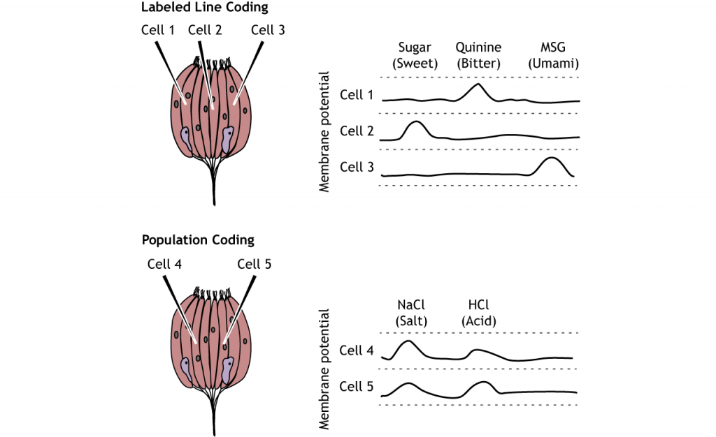 Illustration of labeled line and population coding in the taste cells.