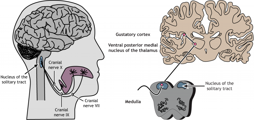 Illustration of the taste pathway. Details in caption and text.