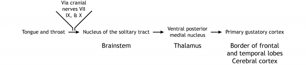 Taste pathway in text. Details in caption.