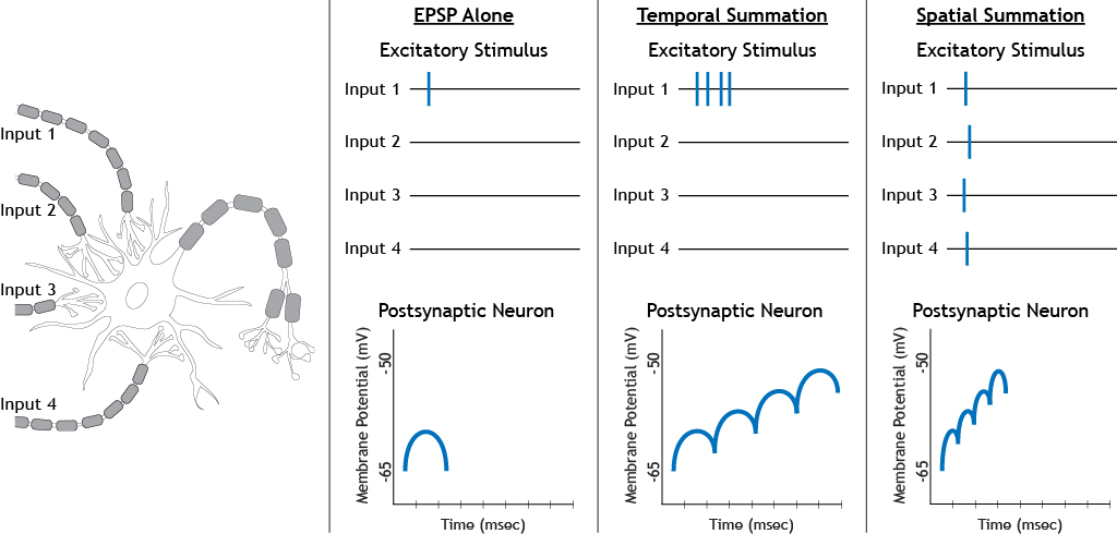 The effects of temporal and spatial summation of excitatory stimuli.