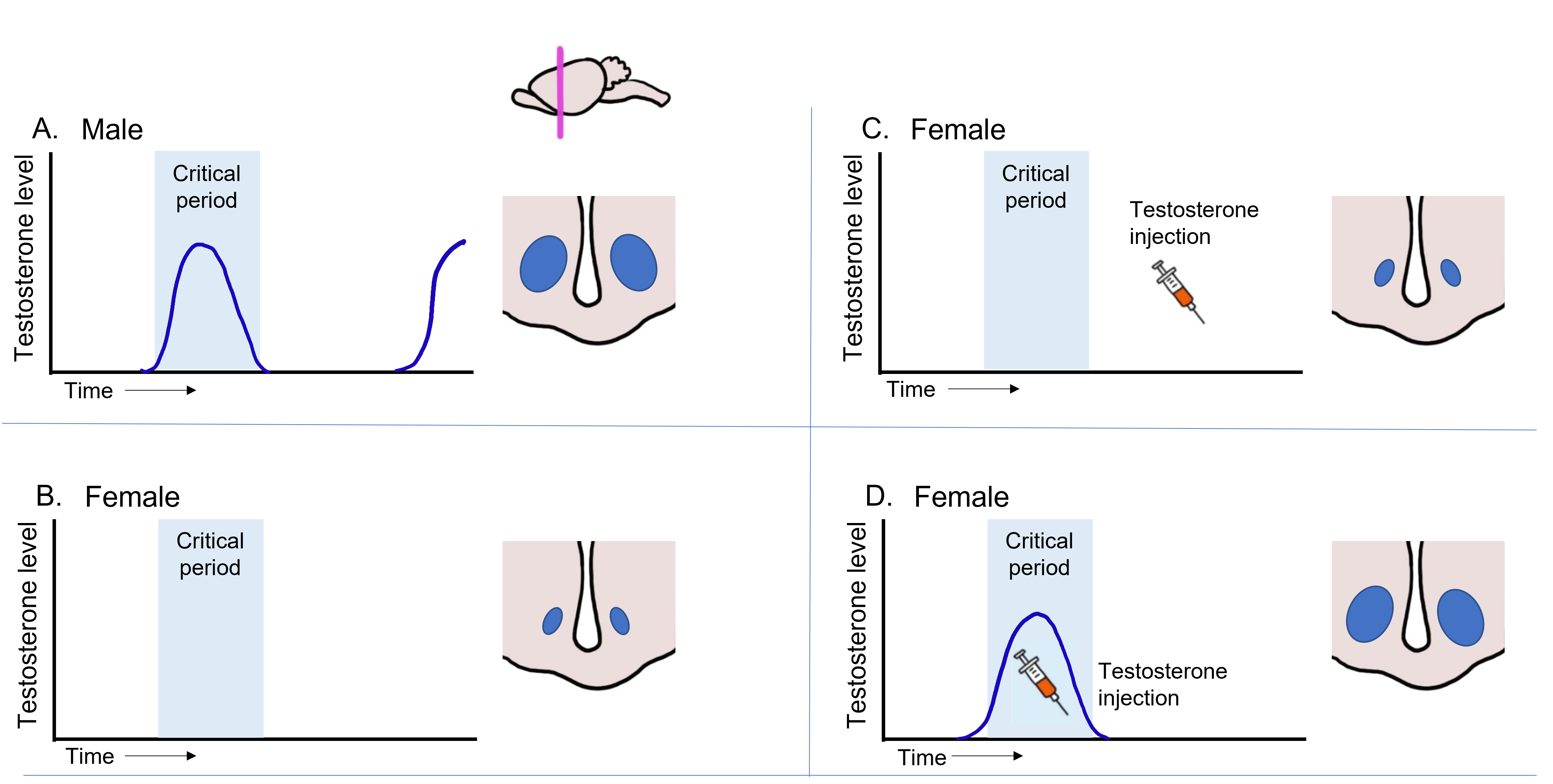 The structure of the SDN-POA is masculinized (larger) when testosterone is present during the critical period, regardless of sex. Lack of testosterone during the critical period causes the SDN-POA to be feminized and smaller. Details in caption and text.