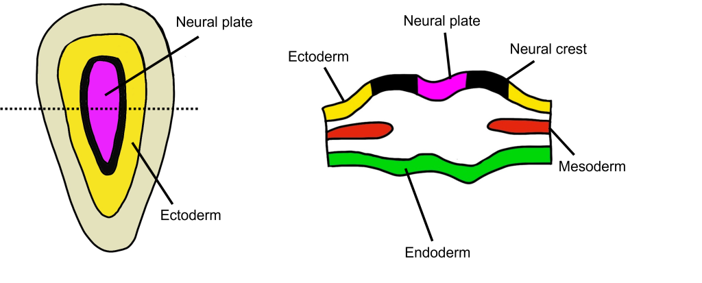 Image of early embryo in cross section. Details in caption and text. 