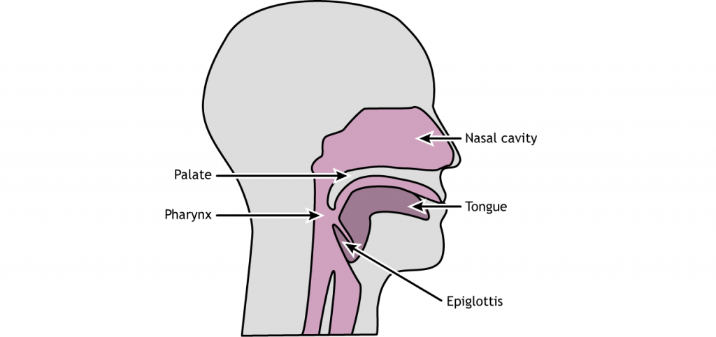 Illustration of mouth and throat anatomy.