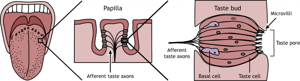 Illustration showing a close-up drawing of a papilla and a taste bud.