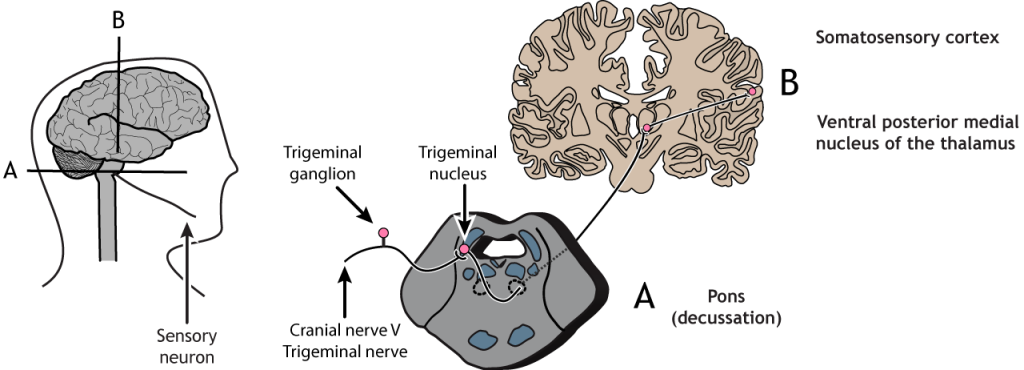 Illustrated pathway of the touch pathway from the sensory neuron in the face to the somatosensory cortex. Details in caption and text.