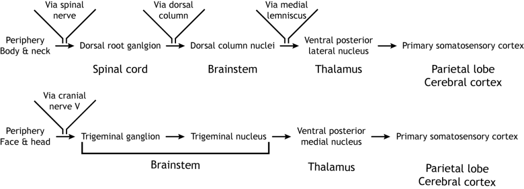 Touch pathways in text. Details in caption.