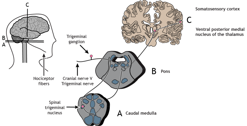 Illustrated pathway of the pain pathway from the nociceptor in the face to the somatosensory cortex.